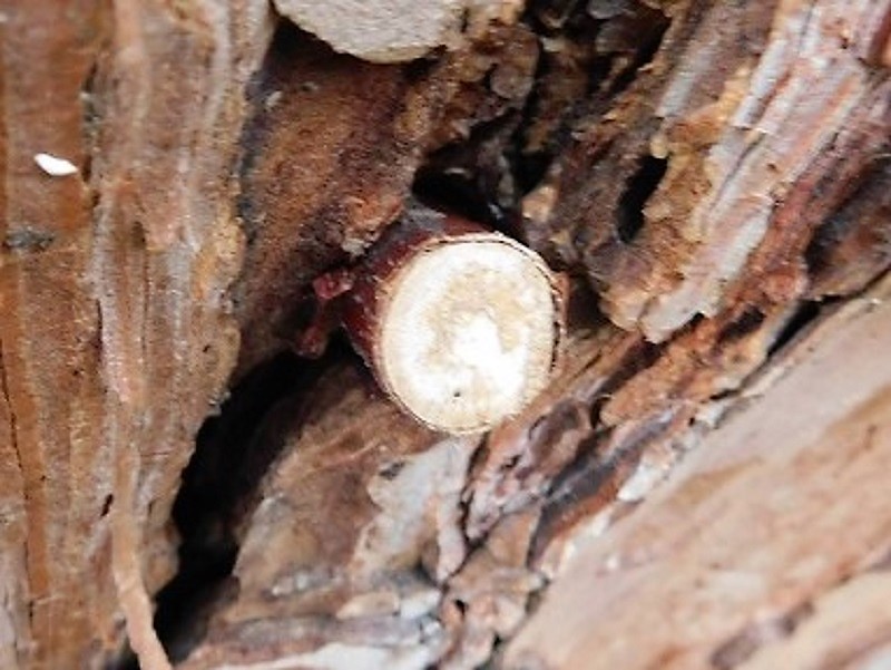 Fotogr.il 5.10.2021 lignicolo